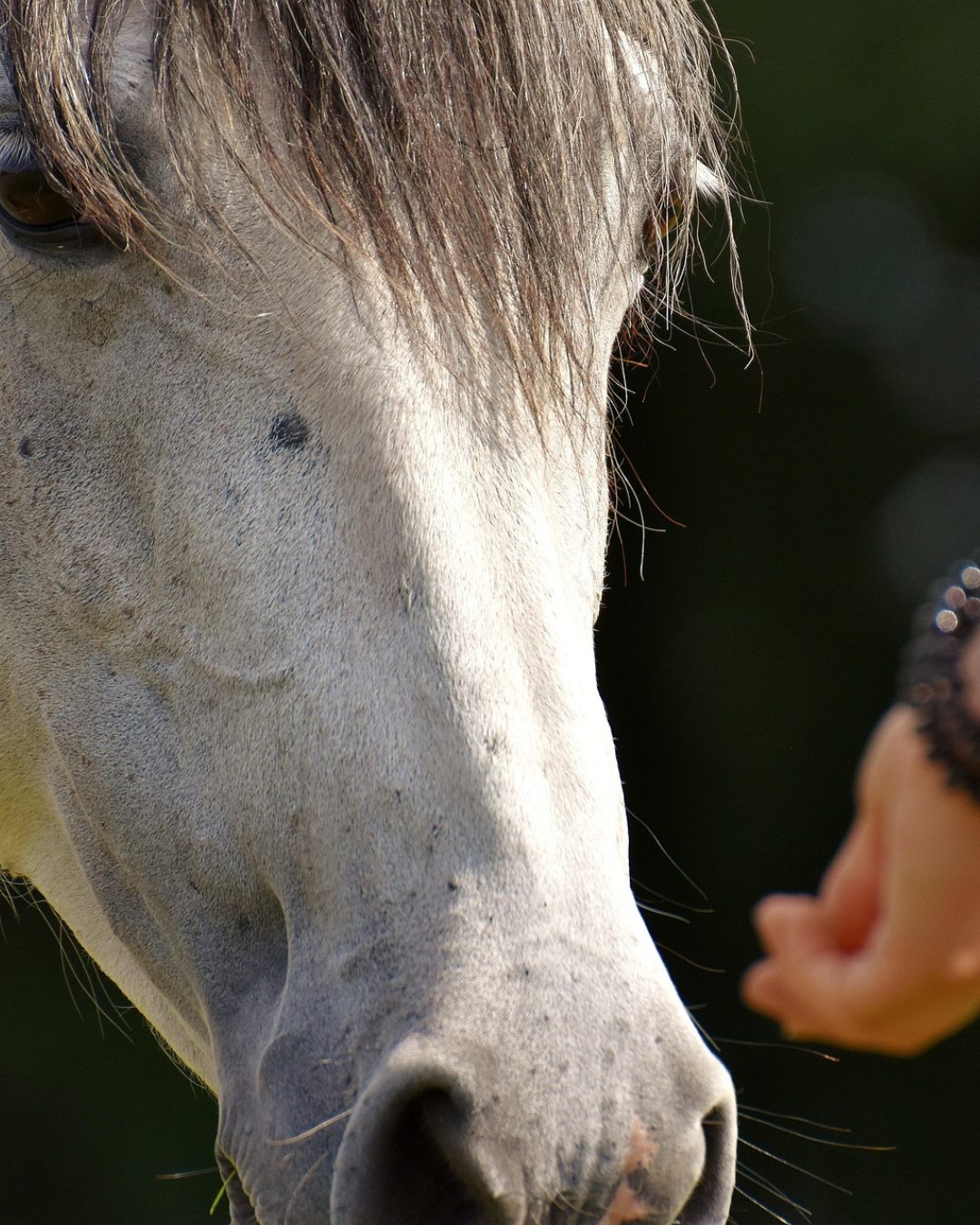 accompagnement particulier par le cheval