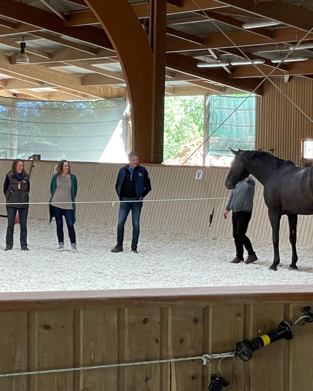 Coaching professionnel facilité par le cheval