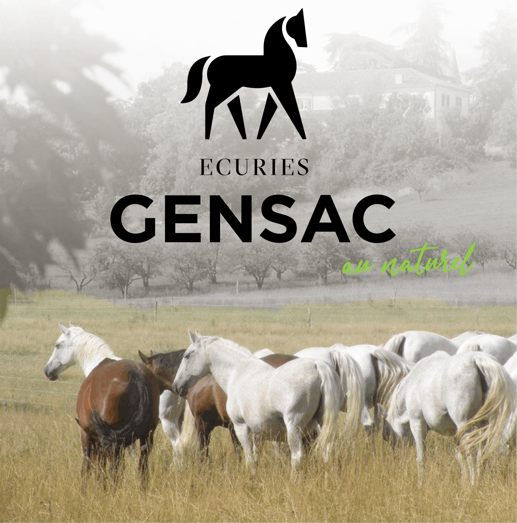 Coaching professionnel facilité par le cheval